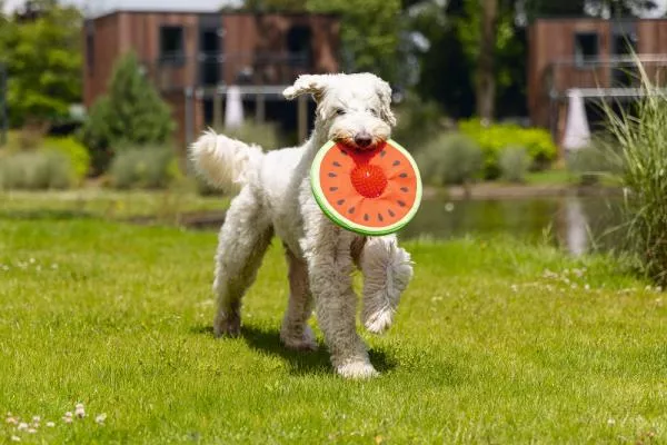 Wasserspielzeug - Melone (Frisbee) inkl. Igelball